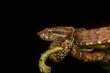 Kahverengi morflu bir yaban ördeği, Karnataka 'daki Agumbe kasabasının dış mahallelerindeki bir ağaç kabuğunun üzerine kıvrılmış. Muson ziyaretinde.