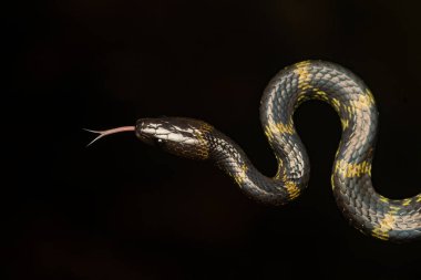 Zehirli olmayan sıradan bir kurt yılanı yağmurlu bir akşamda Agumbe ormanlarının derinliklerindeki bir ağacın tepesinde dinleniyor..