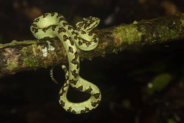 Karnataka 'daki Agumbe kasabasının varoşlarındaki ormanın derinliklerindeki bir ağaç kabuğunun üzerine kıvrılmış yeşil morflu bir yaban ördeği. Muson ziyareti sırasında.