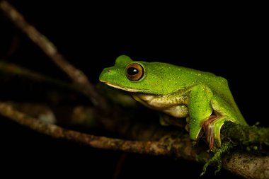 A Malabar Gliding frog resting on top of a leaf on rainy day inside the jungles of Agumbe town in Karnataka clipart