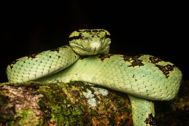 Karnataka 'daki Agumbe kasabasının varoşlarındaki ormanın derinliklerindeki bir ağaç kabuğunun üzerine kıvrılmış yeşil morflu bir yaban ördeği. Muson ziyareti sırasında.