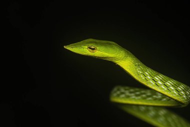 Yeşil bir sarmaşık yılanı, biraz zehirli olan küçük bir ağaç yılanıdır. Bu fotoğraf Hindistan 'ın Karnataka kentindeki Agumbe ormanlarında çekildi.