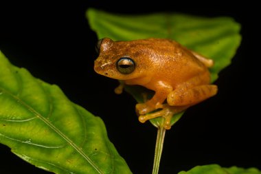 Agumbe kasabası, Karnataka 'nın ormanlarındaki bir ağacın tepesindeki mavi gözlü çalı kurbağası yağmurlu bir denizdeki uçuk turunda dinleniyor.