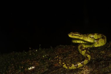 Karnataka 'daki Agumbe kasabasının varoşlarındaki ormanın derinliklerindeki bir ağaç kabuğunun üzerine kıvrılmış yeşil morflu bir yaban ördeği. Muson ziyareti sırasında.