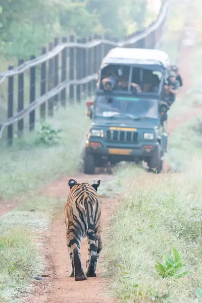 Stock image A dominant tigress walking on the safari track with the safari vehicles in the front inside Kabini side of Nagarhole tiger reserve during a wildlife safari