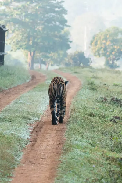 Safari yolunda yürüyen baskın bir kaplan. Safari araçlarıyla birlikte Nagarhole kaplan koruma alanının Kabini tarafında vahşi yaşam safarisi sırasında yürüyor.