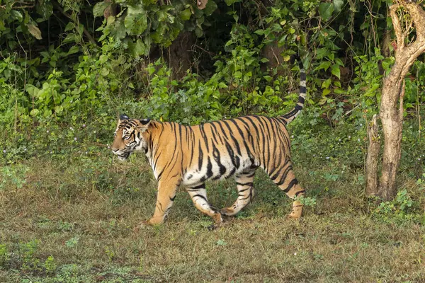 Stock image A dominant tigress walking near a waterhole inside Kabini side of Nagarhole tiger reserve during a early morning wildlife safari 