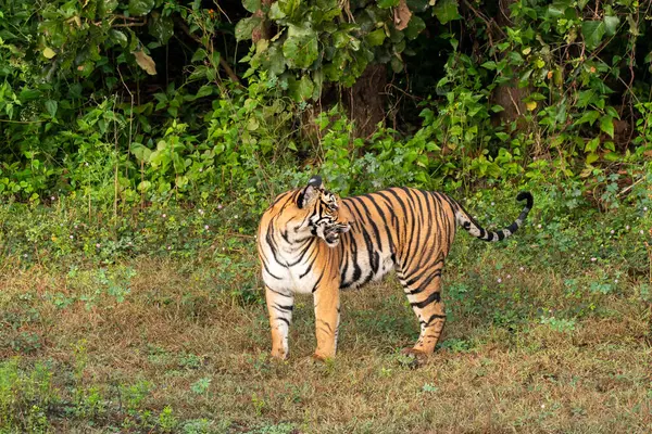 stock image A dominant tigress walking near a waterhole inside Kabini side of Nagarhole tiger reserve during a early morning wildlife safari 