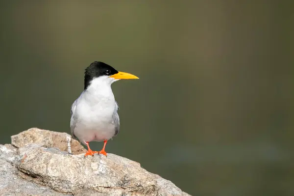 Cauvery Nehri 'nde, Mysore' ın eteklerindeki Ranganathittu Kuş Sığınağı 'nda tekne gezisi sırasında bir kayanın üzerinde dinlenen bir nehir kırlangıcı.