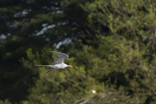 Stock image A river tern flying away during a boat ride inside Ranganathittu Bird Sanctuary on the outskirts of Mysore