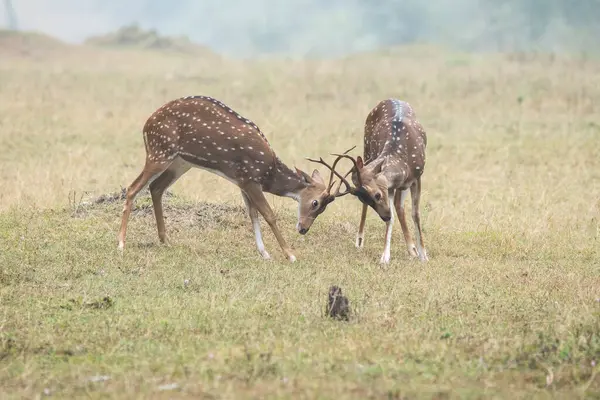 İki erkek benekli geyik vahşi yaşam safarisi sırasında Nagarhole kaplanı bölgesinde çiftleşme şansı için savaşıyor.