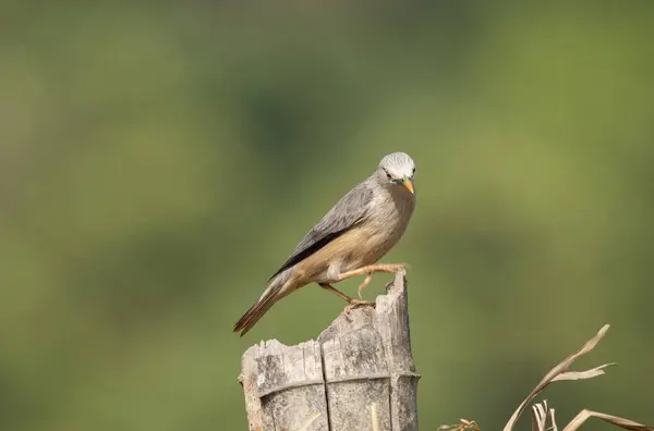 stock image A chestnut-tailed starling perched on a small stump and feeding on paddy grains in the paddy fields on the outskirts of Shivamooga, Karnataka, India