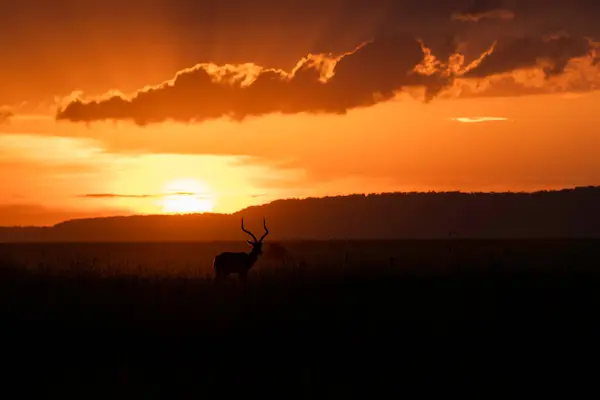 Arka planda batan güneşle huzur içinde duran bir erkek Impala. Kenya 'daki Masai Mara Ulusal Rezervi' nde dev bir turuncu top gibi. 