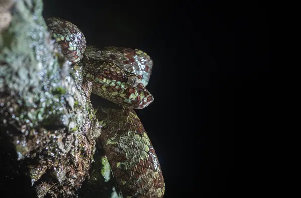 stock image A malabar pit viper in green morph curled up on top of a tree bark in the deep jungles on the outskirts of Agumbe town in Karnataka during a monsoon visit to the place