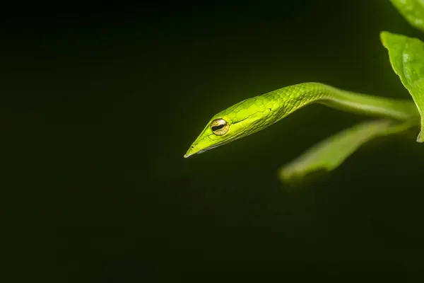 Stock image A green vine snake is small tree snake which is mildly venomous. This is photographed inside deep jungles of Agumbe in Karnataka, India during Monsoon herp  tours