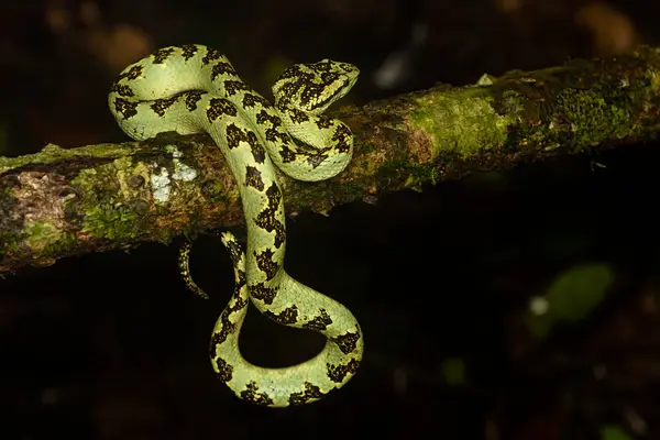 stock image A malabar pit viper in green morph curled up on top of a tree bark in the deep jungles on the outskirts of Agumbe town in Karnataka during a monsoon visit to the place