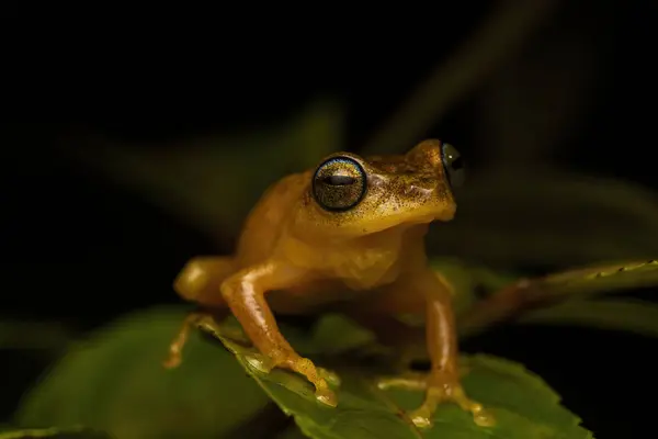 Agumbe kasabası, Karnataka 'nın ormanlarındaki bir ağacın tepesindeki mavi gözlü çalı kurbağası yağmurlu bir denizdeki uçuk turunda dinleniyor.