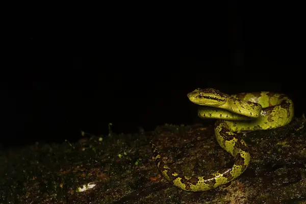Karnataka 'daki Agumbe kasabasının varoşlarındaki ormanın derinliklerindeki bir ağaç kabuğunun üzerine kıvrılmış yeşil morflu bir yaban ördeği. Muson ziyareti sırasında.