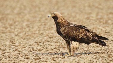 An imperial eagle feeding on the remains of an egret kill on the salt plains of Wild-ass sanctuary on the outskirts of Lesser rann of kutch