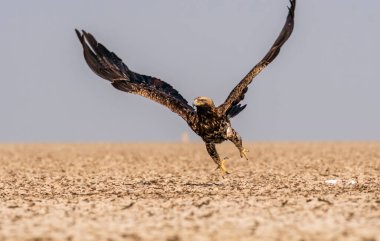 An imperial eagle feeding on the remains of an egret kill on the salt plains of Wild-ass sanctuary on the outskirts of Lesser rann of kutch