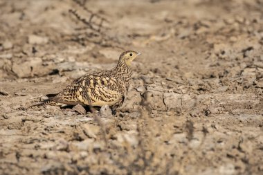 chestnut-bellied sandgrouse or common sandgrouse (Pterocles exustus)  clipart