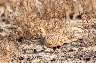 kestane rengi göbekli kumtavuğu veya yaygın kumtavuğu (Pterocles exustus) 