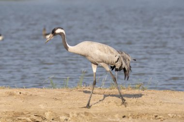 Su kütlesinin kenarında yürüyen sıradan bir vinç.