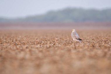 hen harrier (Circus cyaneus), a bird of prey. It breeds in Eurasia clipart