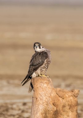 A Peregrine Falcon sitting on top of a tree with the background of grassland inside Tal Chappar, Rajasthan during a wildlife drive inside the sanctuary clipart