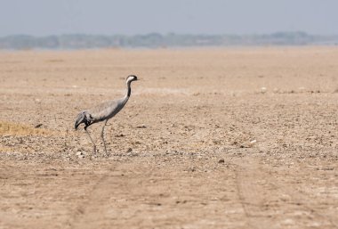 Su kütlesinin kenarında yürüyen sıradan bir vinç.