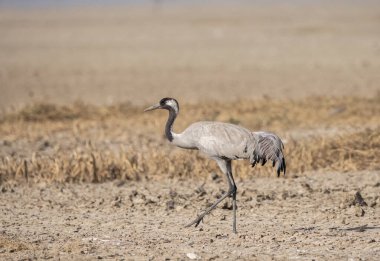 Su kütlesinin kenarında yürüyen sıradan bir vinç.