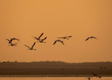 Günbatımı gökyüzünün arka planında kuş sürüsü