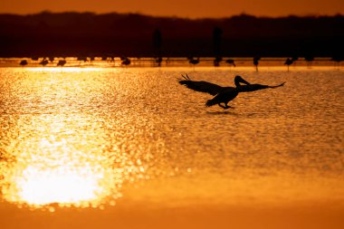 Benekli bir siluet pelikan gagalı alçak gelgitte duruyor ve arka planda güzel bir günbatımı gökyüzü var.