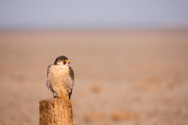 Bir Peregrine Falcon, Tal Chappar, Rajasthan 'daki otlağın arka planına sahip beton bir direğin tepesinde oturuyor.