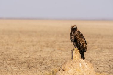 An imperial eagle sitting on top of a stone mound on the salt plains of Wild-ass sanctuary on the outskirts of Lesser rann of kutch