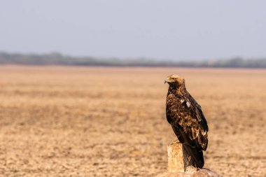 An imperial eagle sitting on top of a stone mound on the salt plains of Wild-ass sanctuary on the outskirts of Lesser rann of kutch