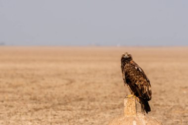 An imperial eagle sitting on top of a stone mound on the salt plains of Wild-ass sanctuary on the outskirts of Lesser rann of kutch