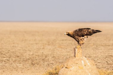 An imperial eagle sitting on top of a stone mound on the salt plains of Wild-ass sanctuary on the outskirts of Lesser rann of kutch