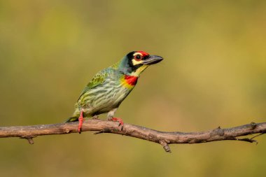 Bir dalın tepesine tünemiş bakır işçisi, Bangalore 'un eteklerindeki bir meyveyle besleniyor.