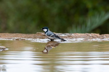 A great tit bird perched on top of a tree on the outskirts of Bangalore