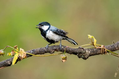 A great tit bird perched on top of a tree on the outskirts of Bangalore