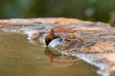 A scaly-breasted munia taking a bath in a small pool of water on the outskirts of Bangalore clipart