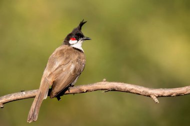 Bangalore 'un dışındaki bir ağaç dalının tepesine tünemiş kırmızı bıyıklı bir bülten.