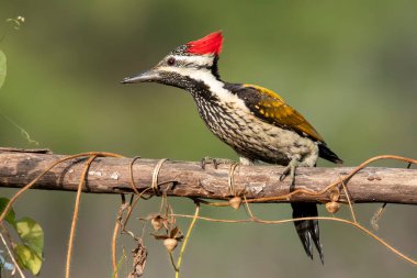Daha az alevli bir ağaçkakan Bangalore 'un dışındaki bir ağaç dalına tünemişti.