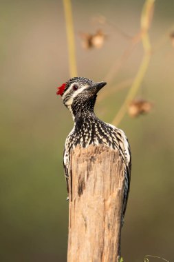 A lesser flameback woodpecker perched on a tree branch on the outskirts of Bangalore clipart