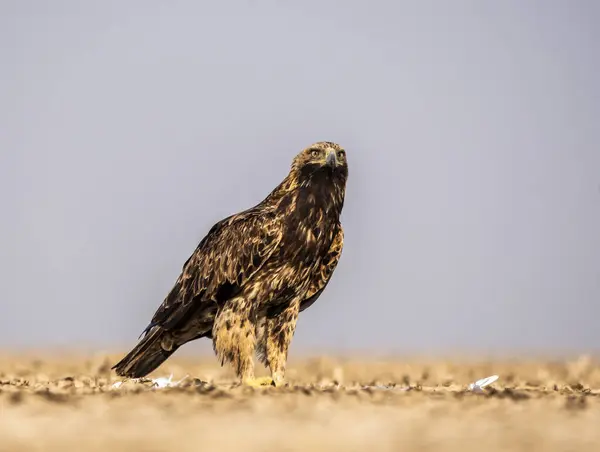 An imperial eagle feeding on the remains of an egret kill on the salt plains of Wild-ass sanctuary on the outskirts of Lesser rann of kutch