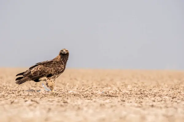 stock image An imperial eagle feeding on the remains of an egret kill on the salt plains of Wild-ass sanctuary on the outskirts of Lesser rann of kutch