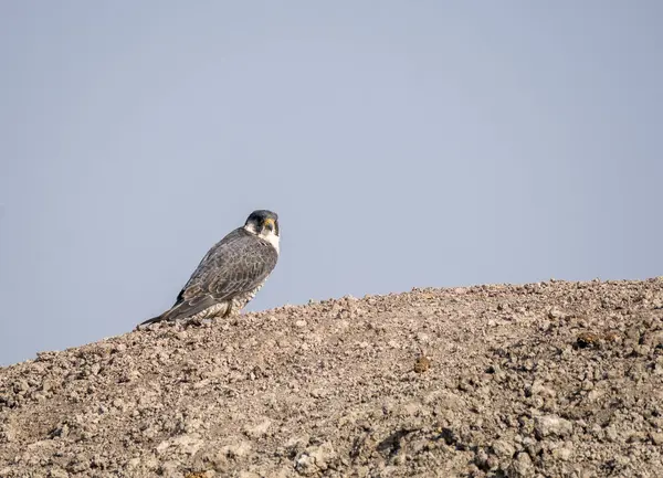 Bir Peregrine Falcon, Tal Chappar, Rajasthan 'daki otlakların arka planına sahip bir kum tepeciğinin tepesinde oturuyor.