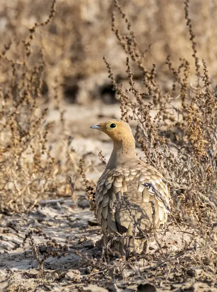 stock image chestnut-bellied sandgrouse or common sandgrouse (Pterocles exustus) 