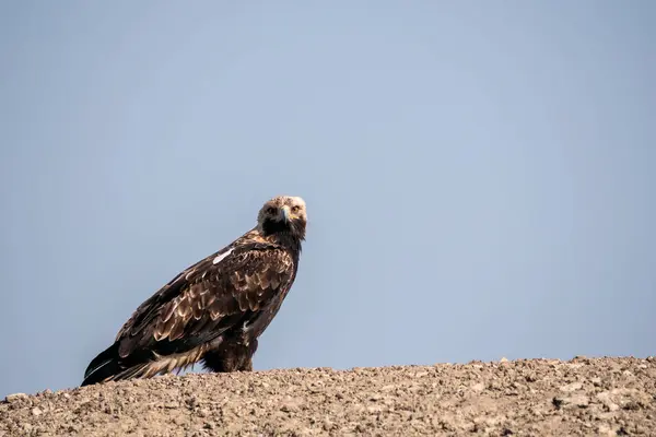 An imperial eagle sitting on top of a mound on the salt plains of Wild-ass sanctuary on the outskirts of Lesser rann of kutch